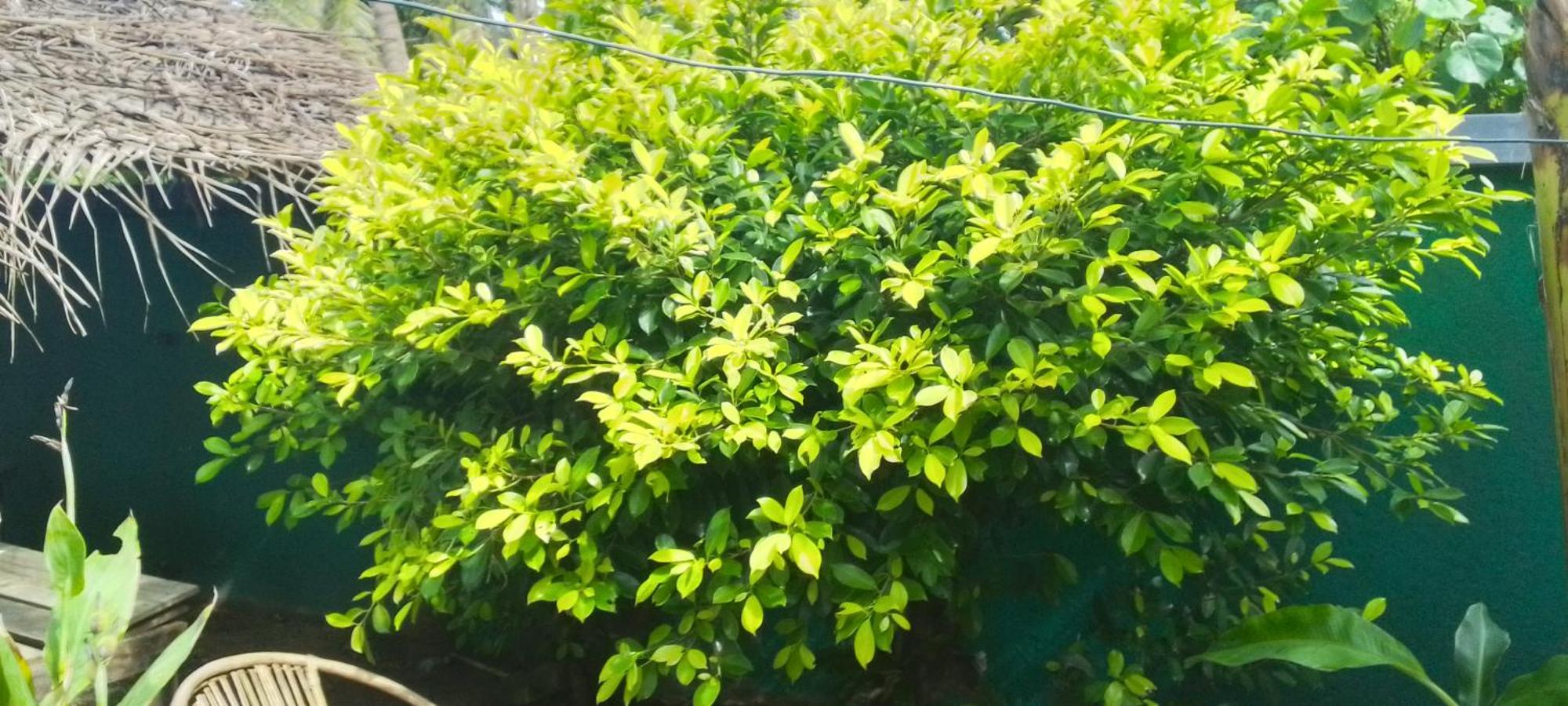 The Swiss Lankan 阿杭格默 外观 照片