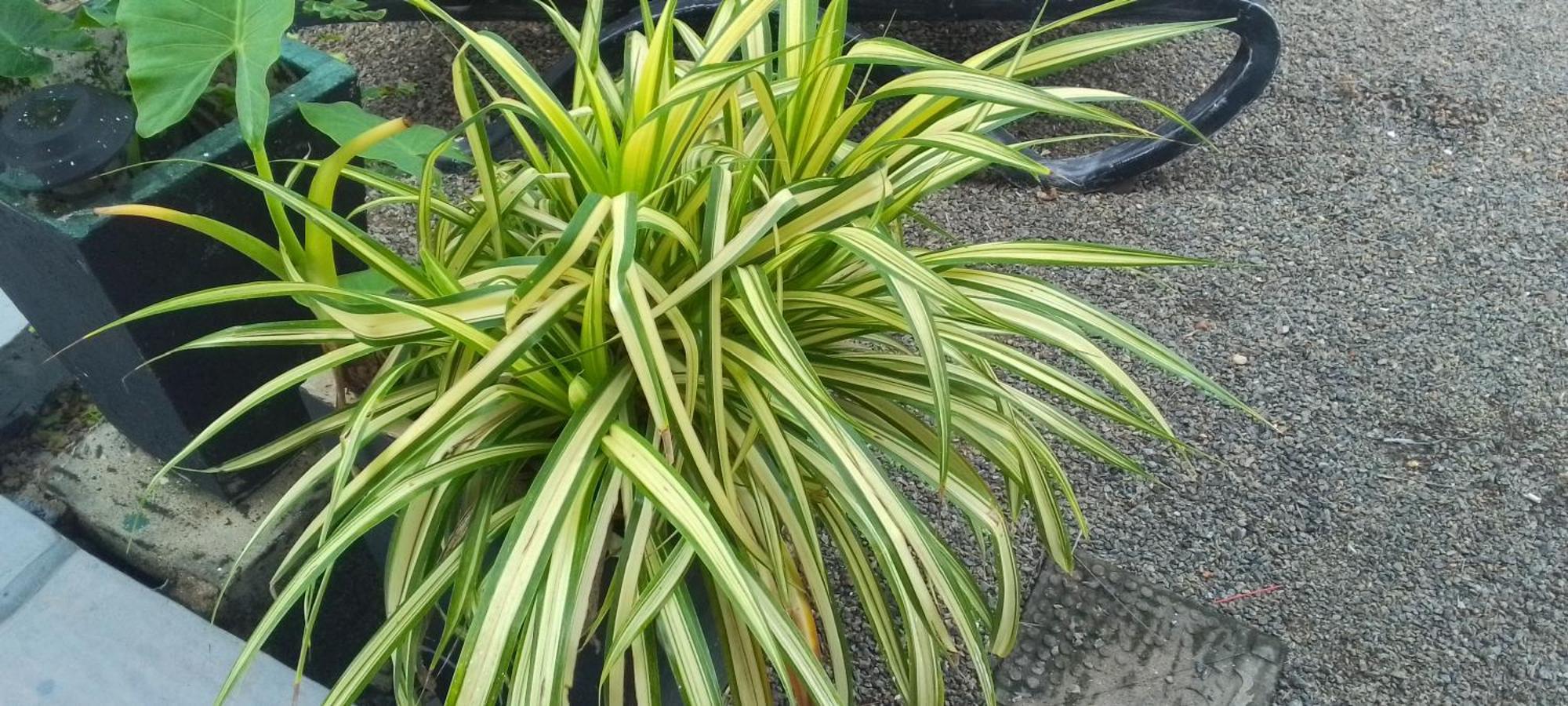 The Swiss Lankan 阿杭格默 外观 照片
